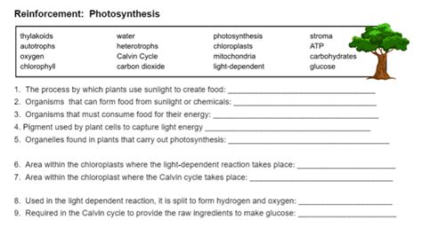 the biology corner|reinforcement photosynthesis worksheet.